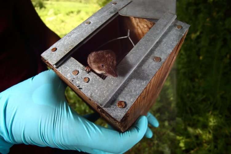 Shrinking instead of growing: how shrews survive the winter