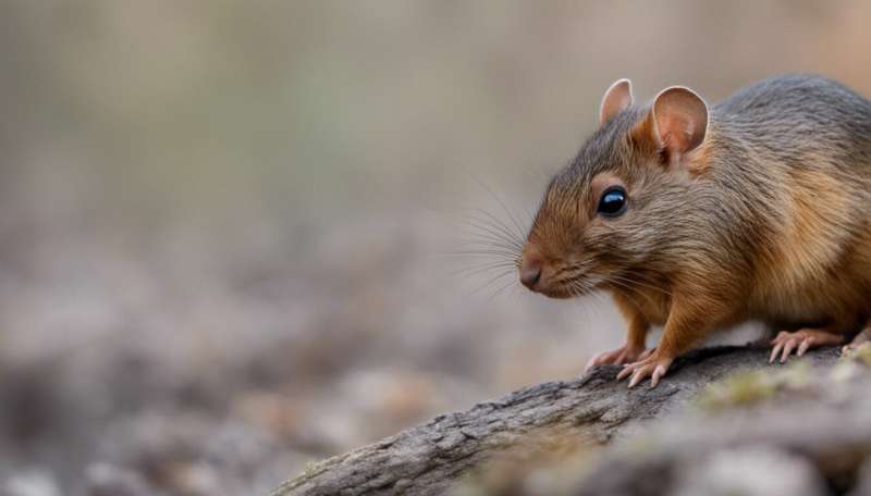 Shy rodents may be better at surviving eradications, but do they pass those traits to their offspring?