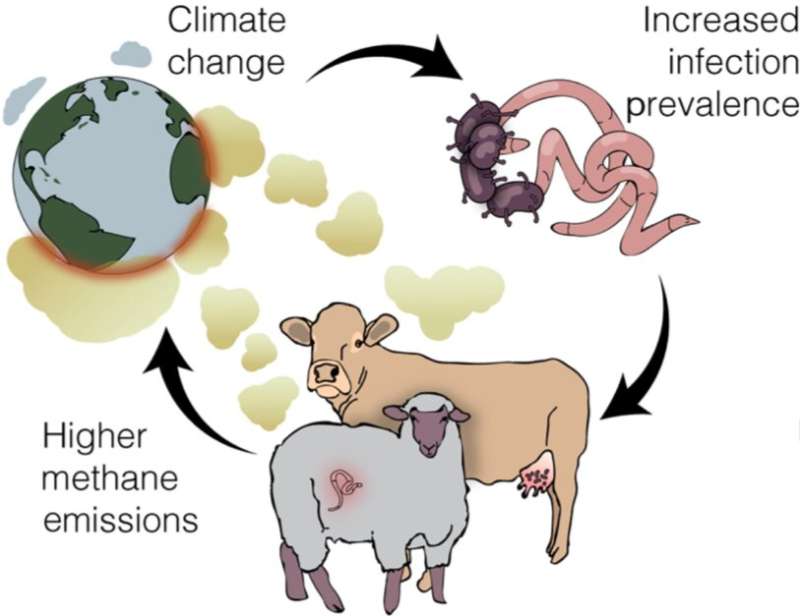 Sicker livestock may increase climate woes