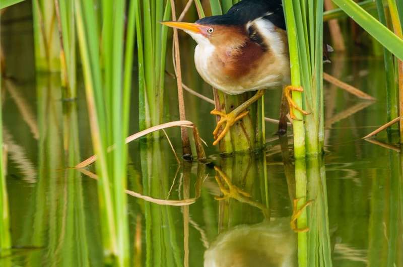 Sloshing through marshes to see how birds survive hurricanes