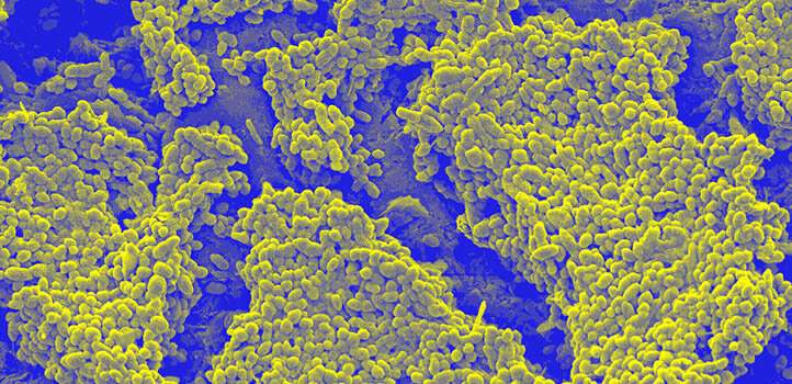 Sludge-powered bacteria generate more electricity, faster