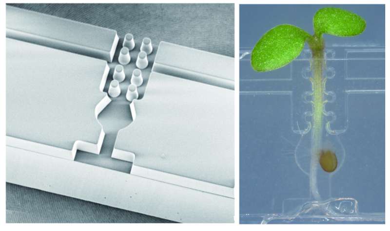 Small see-through container improves plant micrografting