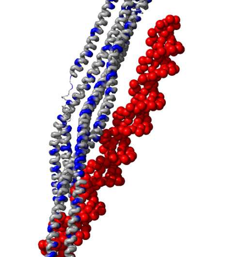 Snake-like proteins can wrangle DNA