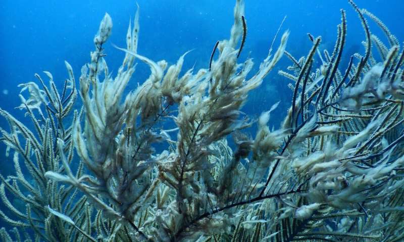 Soft corals near Virgin Islands recover from hurricanes, but stony corals declining