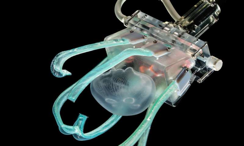Soft robot fingers gently grasp deep-sea jellyfish