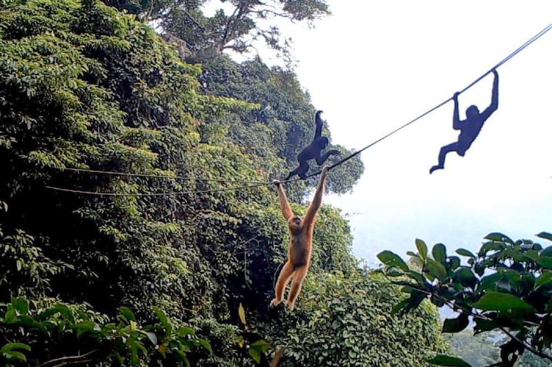 Some Hainan gibbons strode across the mountaineering-grade ropes like tight-rope walkers, while others moved underneath, swingin