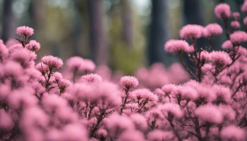 Spring is here and wattles are out in bloom: a love letter to our iconic flowers