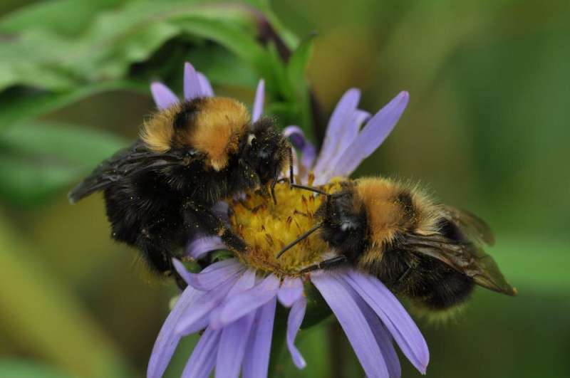 Spring signals female bees to lay the next generation of pollinators