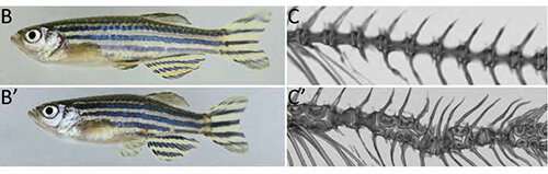 Study bolsters confidence that fish can provide useful models of human spine biology, disorders