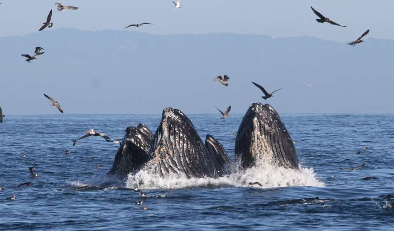 Study connects marine heat wave with spike in whale entanglements