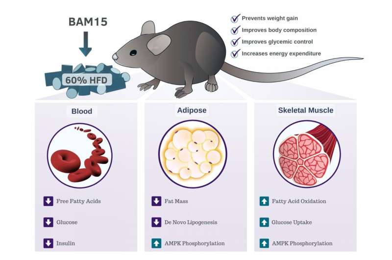 Study discovers BAM15 as a potential treatment for obesity