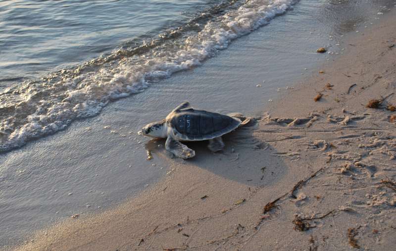 Study evaluates stress level of rehabilitated sea turtles during transport
