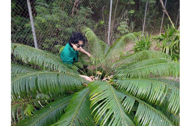 Study finds go-to hormone for cycad propagation ineffective