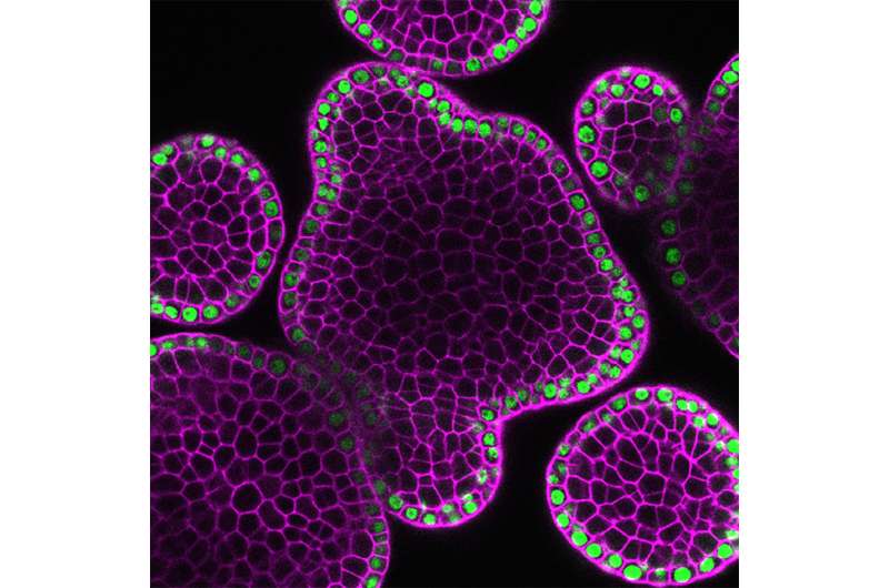 Study finds signal cascade that keeps plant stem cells active