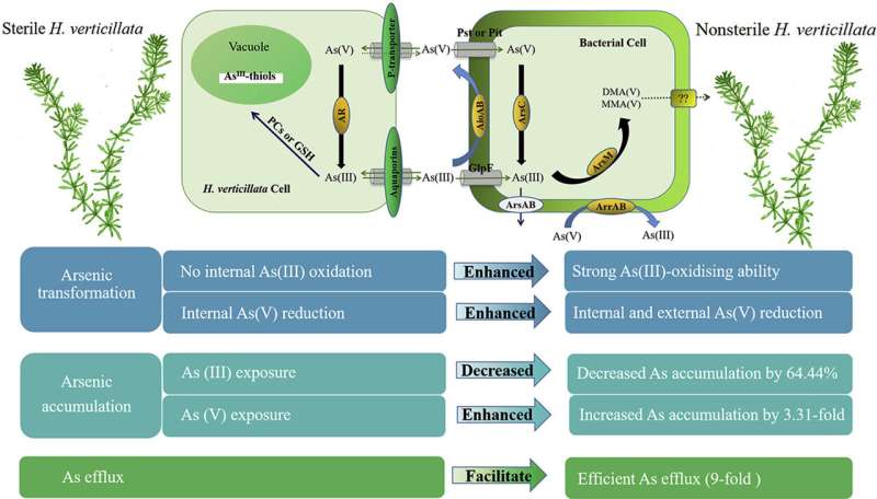 Study Highlights the Role of Epiphytic Bacteria in Arsenic Metabolism in Hydrilla verticillata