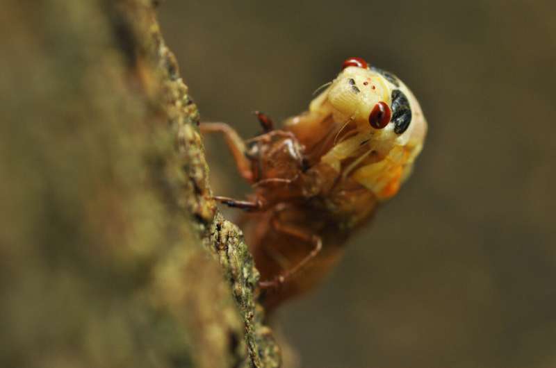 Study of 17-year cicada choruses reveals dependence on light levels