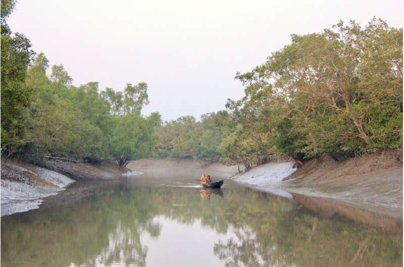 Study shows efforts in mangrove conservation and restoration paying off