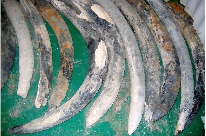 Study tracks elephant tusks from 16th century shipwreck