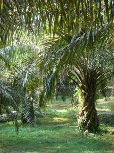 Sustainable palm oil? How environmental protection and poverty reduction can be reconciled