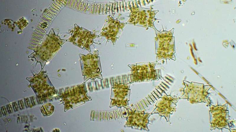 Synthesis study demonstrates phytoplankton can bloom below Arctic sea ice