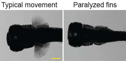Talbot helps ID muscle gene that, when altered, causes joint disease