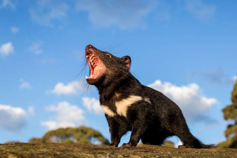 Tasmanian devils have been exinct on Australia's mainland for thousands of years