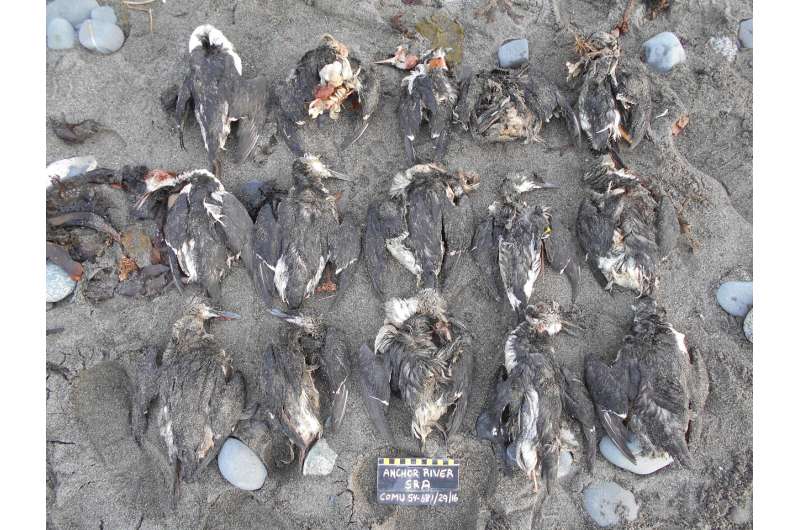 'The blob,' food supply squeeze to blame for largest seabird die-off