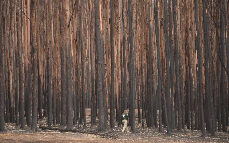 The bushfires in Australia this year have killed a billion animals by some estimates