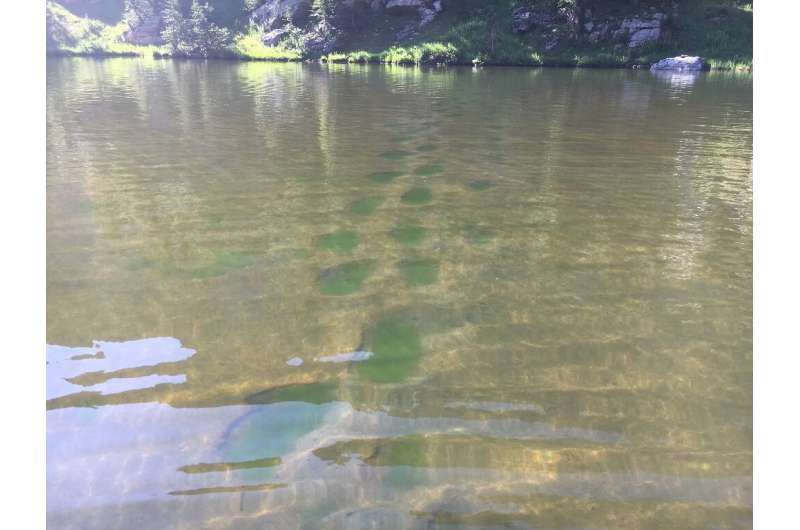 The concentration of algae in two remote mountain lakes more than doubled in the past 70 years