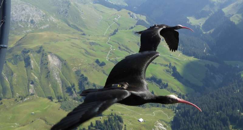 The efficiency of migratory birds' flight formations