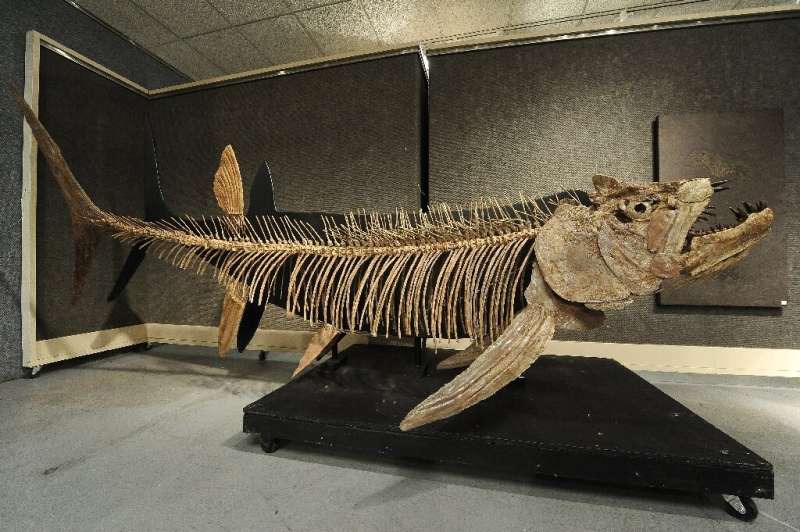 The fossilized remains of this Xiphactinus - similar to the one found in Argentina - was discovered in the US state of Kansas an