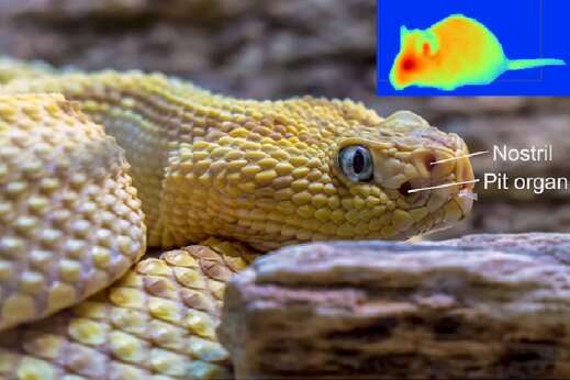 Thermal vision of snakes inspires soft pyroelectric materials