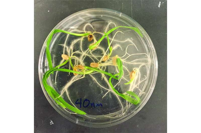 The root of microplastics in plants
