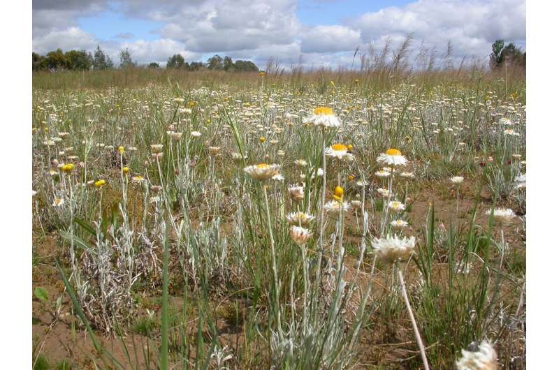 These historic grasslands are becoming a weed-choked waste. It could be one of the world's great parks