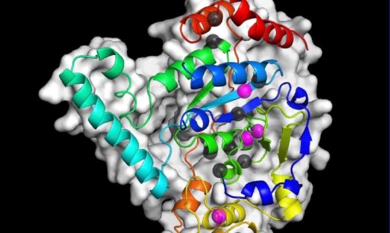 This enigmatic protein sculpts DNA to repair harmful damage