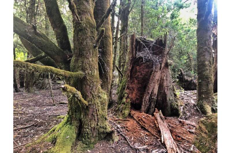 This rainforest was once a grassland savanna maintained by Aboriginal people – until colonisation