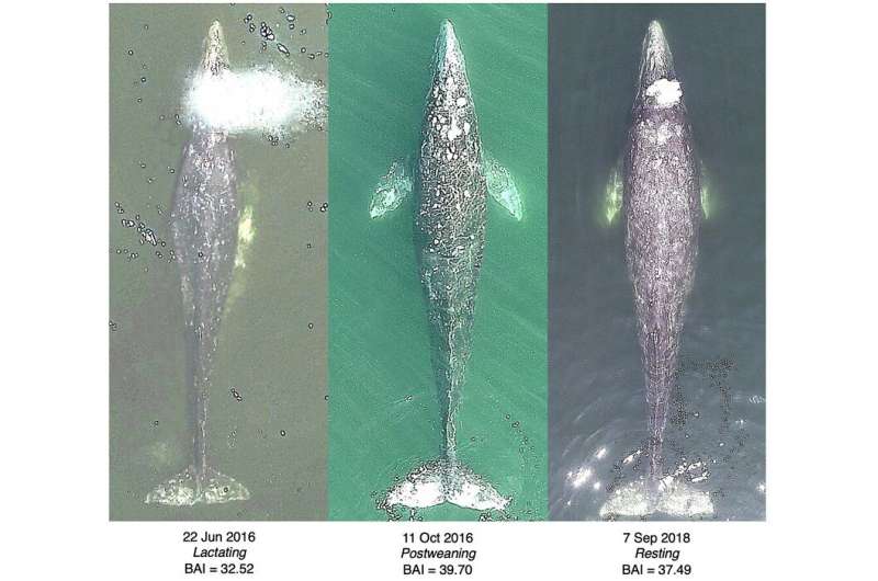 Three years of monitoring of Oregon's gray whales shows changes in health