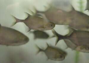 Time-shifted inhibition helps electric fish ignore their own signals