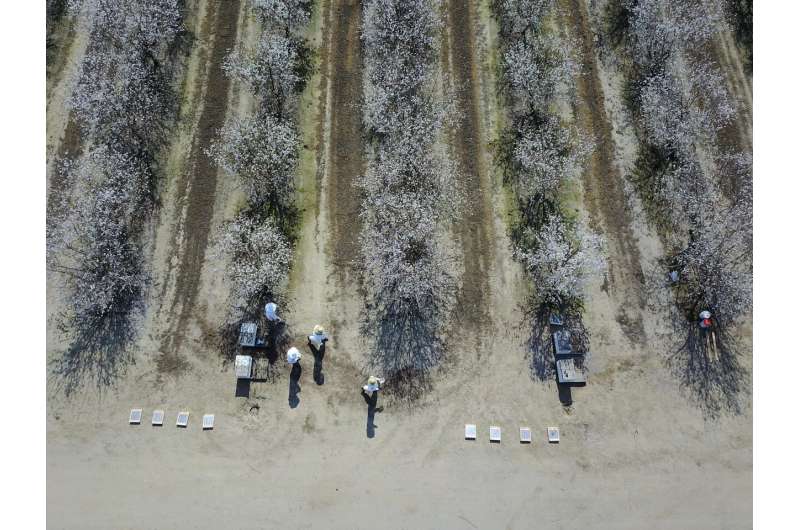 To bee, or not to bee, a question for almond growers