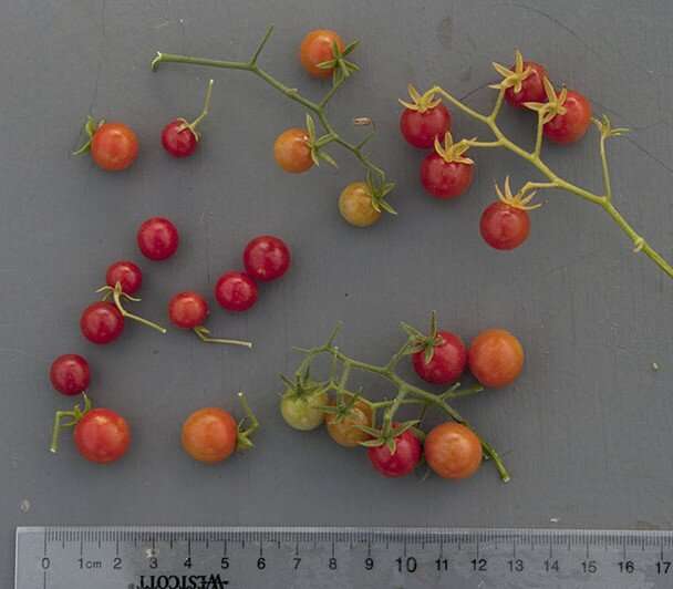 Tomato's wild ancestor is a genomic reservoir for plant breeders