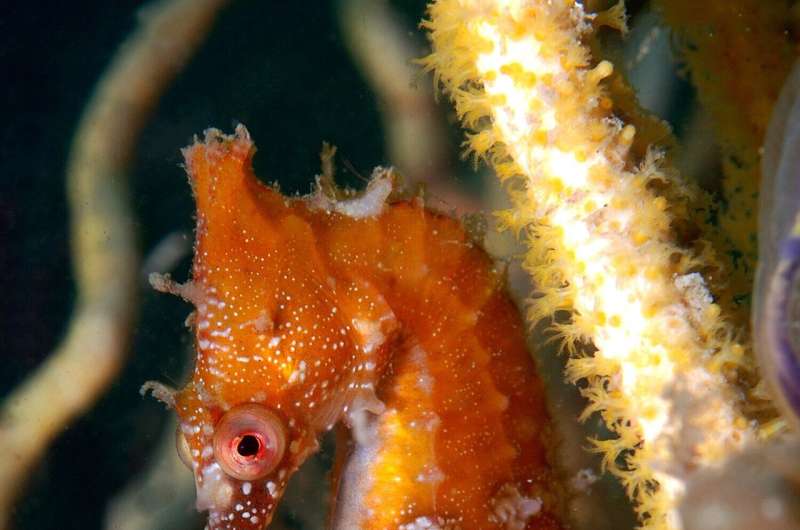 To save these seahorses, we built them 5-star underwater hotels
