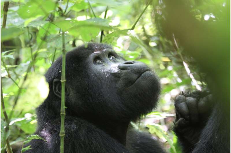 Tourists pose continued risks for disease transmission to endangered mountain gorillas