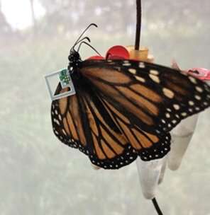 Tracking monarch butterfly migration with the world’s smallest computer