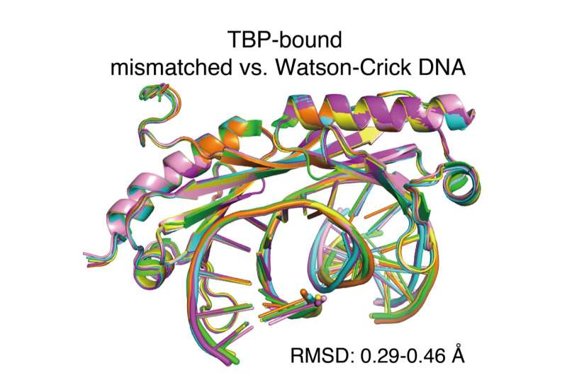Transcription factors may inadvertently lock in DNA mistakes