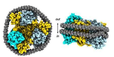 Transport protein efficiently uses three independent lifts to shuttle the goods