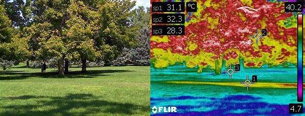 Trees and lawns beat the heat
