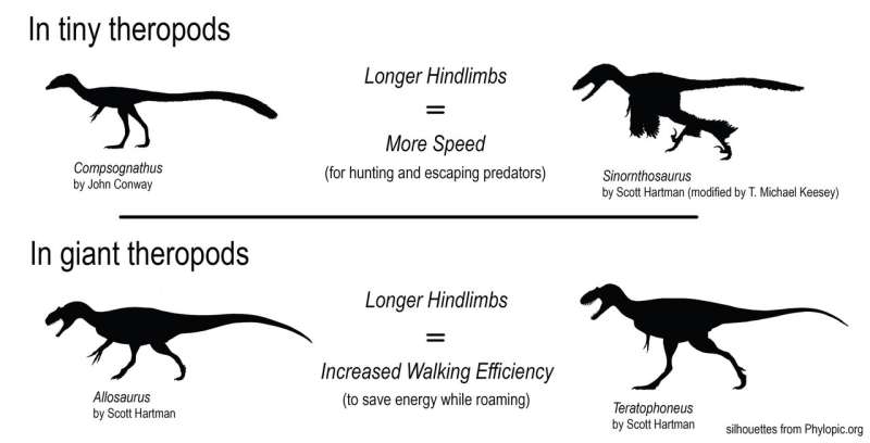 T. rex's long legs were made for marathon walking