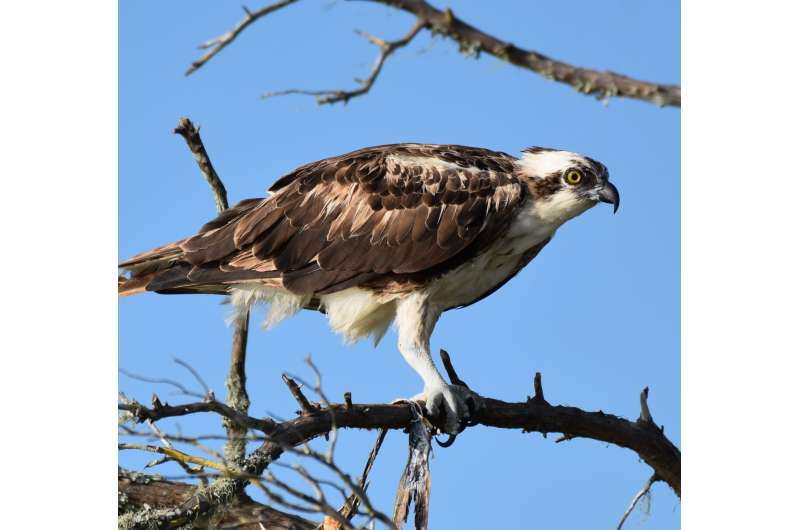 UCF study finds microplastics in Florida's birds of prey for 1st time