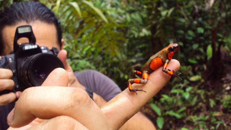 USask study reveals origin of endangered Colombian poison frog hybrids