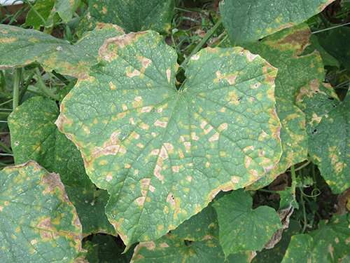 User-friendly cucurbit downy mildew diagnosis guide suited for both experts and beginners
